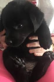 Sia che siano cani di grossa taglia o cani piccola taglia, l'adattabilità di un cane ad un piccolo spazio vitale come un appartamento dipende principalmente dal livello di vivacità del cane stesso e dalla routine di esercizio. Regalo Adozione Cuccioli Incrocio Labrador Palermo