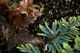 Image result for Selaginella vogelii