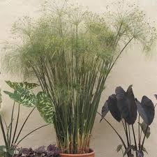 Image result for Cyperus papyrus