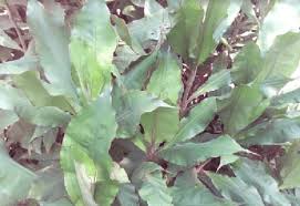 Image result for Palisota