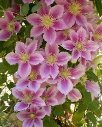 I Just Love Clematis Vines Such Big Beautiful Showy Flowers In So Many Colors Yard And Garden Fun Pinterest Clematis Vine Clematis And Flower