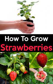 How To Grow Strawberries Easy Step By Step Guide Strawberry Plants Growing Strawberries Growing Fruit