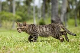 You can also place pulverized dry ice in the hole or holes. How To Get Rid Of Snakes Hunker Feral Cats Cat Breeds Outdoor Cats