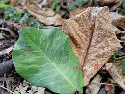 Biasnaya, nasi tepeng disajikan menggunakan daun pisang, ini menambah kesan alamni dan bisa menambah selera makan kita. Daun Ketapang Kering Punya Nilai Ekonomis Tinggi Redaksi 8