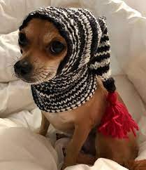 This Item Is Unavailable Etsy In 2021 Dog Beanie Dog Clothes Crochet Dog Clothes