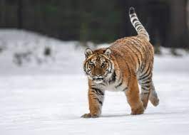 South koreans take great pains to refer to their country as korea a lot of south korea's appearances in foreign fiction are to do with its relationship with the north. South Korea Animals The Veganary