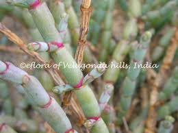 Image result for Halosarcia