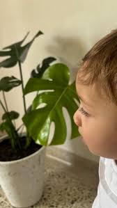 El amor a primera vista si existe. Amamos las plantas y Gaby también. ,  Monstera costilla de Adán.