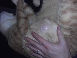 Composé de boule et de ventre. Mon Chat Symba A Boule Au Ventre Besoin D Aide Svp Forum Soigner Son Chat Wamiz