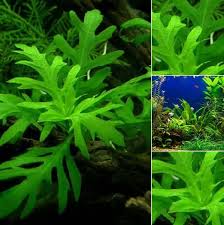 Pin By Stephanie Wagner On Aquarium In 2020 Wisteria Plant Leaves Plant Help