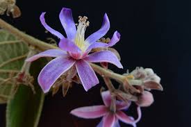 Image result for Malvaceae subfamily Grewioideae