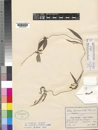 Image result for Ceropegia togoensis