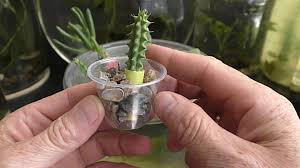 After recently sharing how to create mini marbled painted pots, i wanted to follow that post up with a little something about caring for the cacti inside them. Random Bits Huernia Schneideriana Red Dragon Cactus Growing In Water