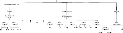 figure 2 from amino acid sequence of porcine spleen