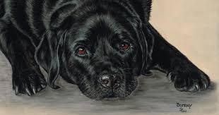 Upload a photo & our talented artists will design a unique artwork that will do you proud. Custom Pet Portraits Uk Animal Portrait Artist Sandra Palme