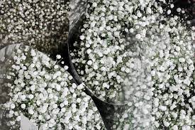 Beli buket bunga baby breath online berkualitas dengan harga murah terbaru 2021 di tokopedia! Filosofi Dan Makna Dibalik Keindahan Bunga Baby Breath Trikmerawat Com