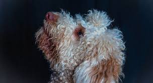 All our dogs and puppies are fed a natural, raw diet and we hope the future puppy owners will continue to do so. Lagotto Romagnolo 5 Things To Know About This Dog Breed