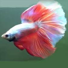 Fishpeople are always a thing. Pink Half Moon Betta Avreus Aquatics