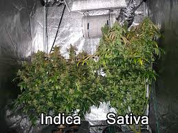 What S The Difference Between Indica And Sativa Strains Grow Weed Easy