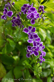 These plants add striking color to the landscape and look great against any flower or foliage color. Golden Dewdrop Duranta Erecta In South Florida Full Sun Flowers Purple Flowers Beautiful Flowers