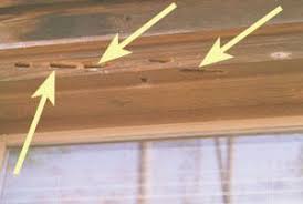 Maybe you would like to learn more about one of these? Carpenter Bees Nc State Extension Publications