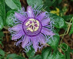 Department of agriculture plant hardiness zones 5 through 9 and is noted for its showy flowers and edible fruit. How To Grow Purple Passion Fruit Vs Maypops The Ultimate Guide Homestead And Chill