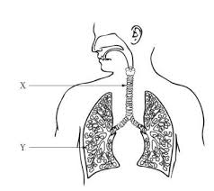 Each organ system performs a particular tasks. The Following Diagram Represents The Human Organ System Name The Organ System Name The Parts Labeled Brainly In