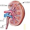 Organ sistem urinaria • ren • ureter • vesica urinaria • urethra. 1