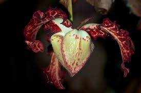 Image result for Monodora