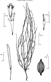 Image result for Oxygonum dregeanum