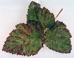 It doesn't really do much to the berries and you can just get used to it or start over. Blackberry Rubus Spp Septoria Leaf Spot Pacific Northwest Pest Management Handbooks
