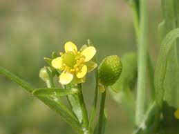 Image result for Ranunculus sceleratus