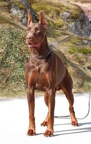 Doberman Doberman Dogs Doberman Pinscher Dog Doberman Pinscher Puppy