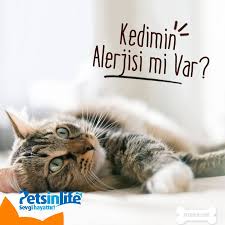 Petsinlife Kedilerde Deri Ve Alerji Sorunlari Ev Ortaminda Bakilabilecek Ve En Cok Tercih Edilen Pet Hayvanlarin Basinda Kediler Gelmektedir Hem Sakinlikleri Hem De Bakimi Kolay Olmasindan Bircok Hayvan Severin Tercihi Olmaktadir