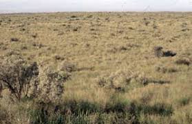 Image result for Plinthus cryptocarpus