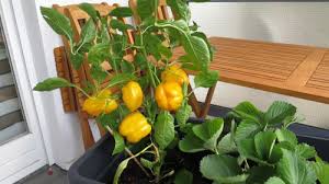 Die nachfrage nach frischem obst und gemüse wird immer größer. Gemuse Auf Dem Balkon Anbauen Gemuse Balkon