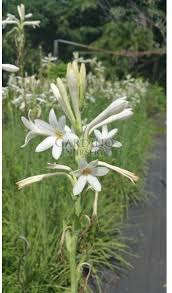Image result for Polianthes tuberosa