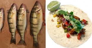 This creamy white sauce is enhanced with chipotle and lime, making it the best topping for all your tacos. Crispy Perch Taco Recipe With Creamy Avocado Jalapeno Sauce And Corn Pico De Gallo