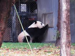 Bei Bei Visiting Mommies Yard Stopped By To Talk With Daddy While Mommie Was In Bei Bei S Yard Panda Bear Panda Love Giant Panda
