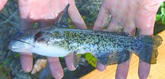 Image result for Agelanthus sp. aff. A. brunneus