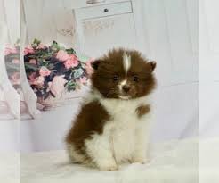 view ad pomeranian litter of puppies