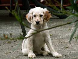 Lancaster puppies advertises puppies for sale in pa, as well as ohio, indiana, new york and other states. 60 Most Beautiful English Setter Dog Pictures And Photos