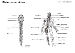 Las neuronas según su estructura unipolares bipolares y. Esquema Del Sistema Nervioso Con Los Nombres De Sus Partes Sistema Nervioso Para Colorear Sistema Nervioso Nervioso