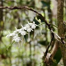 Image result for Aerangis