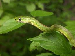 17 Smooth And Rough Green Snakes Ideas Green Snake Green Snake