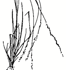 Image result for Aristida stipoides