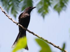 Record and instantly share video messages from your browser. Sangihe Indonesia Mega Mega And Another Mega Budget Birders