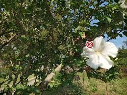 Diana Althea White Hibiscus-Heirloom Flower-Bounty Hunter Seeds