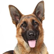 Ve todas las fotos del pastor alemán que tenemos en mundoanimalia. Pastor Aleman Caracteristicas Adiestramiento Y Cuidados