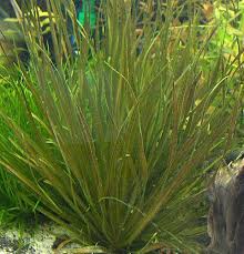 Image result for Blyxa aubertii